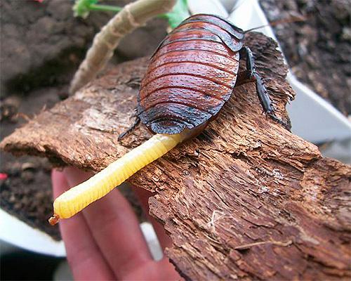 Мадагаскарський тарган – невибаглива екзотика у вашій квартирі