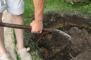 Зливу самоплідна: рекумендуемые сорти для посадки в Північно заході, середній смузі і Поволжя