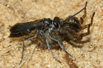 Дорожні оси: небезпечний укус маленького хижака