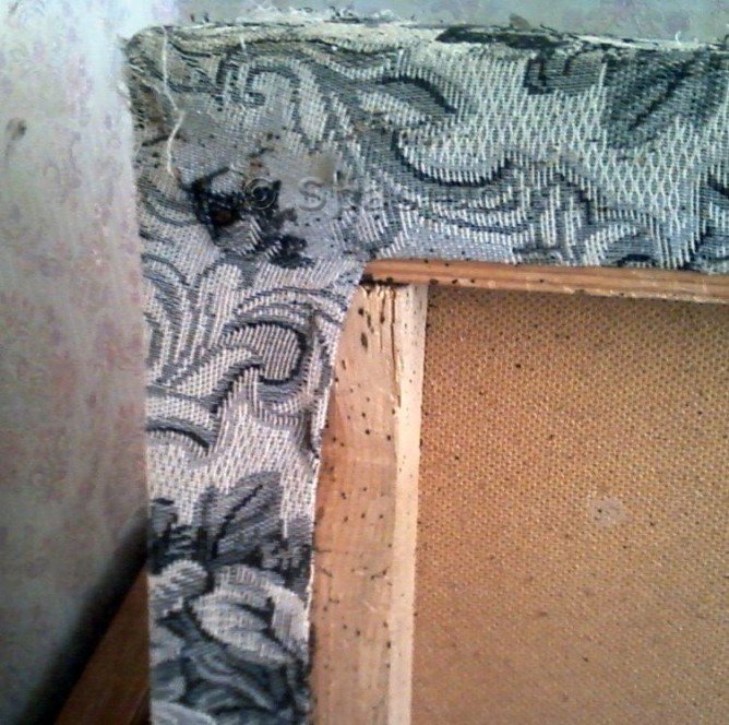 Звідки і чому зявляються домашні постільні клопи в квартирі