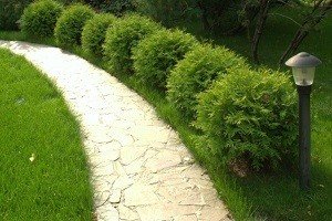 Чому жовтіють туї: природні причини, можливі хвороби і способи їх лікування