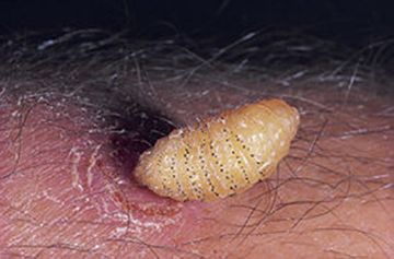 Овод – опис комахи і наслідки укусу