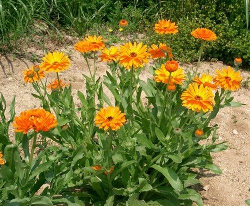 Народні засоби від колорадського жука – надійний захист ваших посадок!