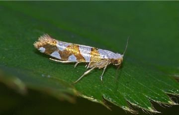 Моль крихта, моль малютка, зонтична і гурткова моль   різноманітний світ растительноядной молі