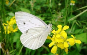 Шкідливі гусениці і метелики ріпової білани   вороги хрестоцвітних