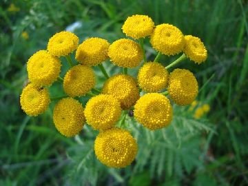 Малиново суничний довгоносик: опис, шкоди, заходи боротьби