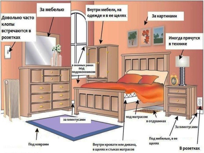 Як виглядають домашні клопи на фото, звідки беруться і як розмножуються