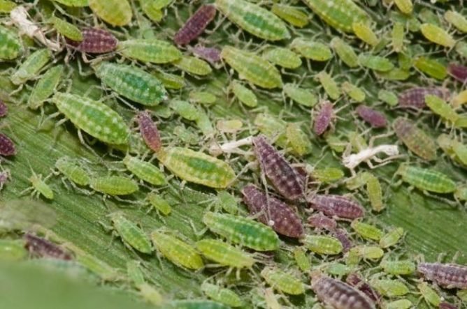 Попелиця на смородині: боротьба народними засобами