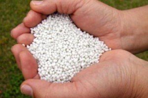 Як правильно доглядати за дорослим газоном в різний час року: звід правил