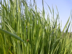 Як підготувати грунт для посадки газону: вибір місця, приготування грунту