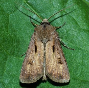 Шкідники рослин: совка гамма і інші представники совок