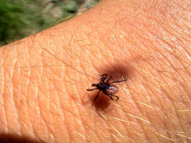 Тайговий кліщ і його небезпека для людини