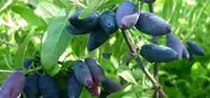 Які сорти жимолості підходять для Ленінградської області: докладний опис видів