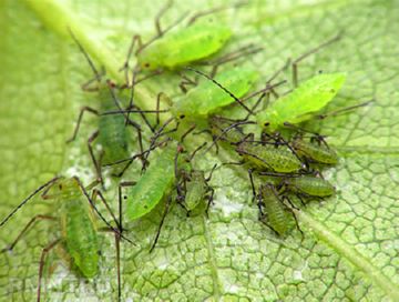 Найнебезпечніші шкідники розсади помідор і ефективна боротьба з ними