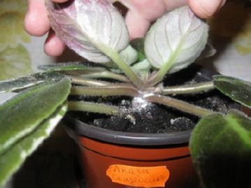 Шкідники кімнатних квітів: чим обробити квіти від шкідливих комах