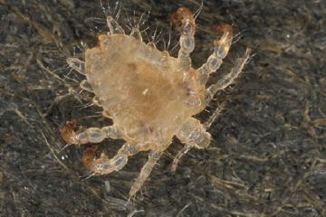 Як виглядають лобкові воші і звідки вони беруться