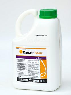 Клоп черепашка – спосіб життя та ефективні методи боротьби