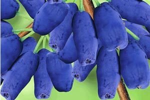 Ягідний чагарник жимолость їстівна: нюанси розмноження, правила посадки і рекомендації по догляду