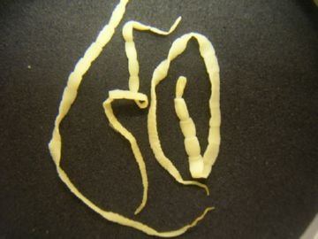 Які хвороби можуть виникнути у собак з за бліх і наскільки це небезпечно