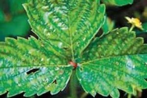 Хвороби та шкідники жимолості: ознаки і методи боротьби з ними