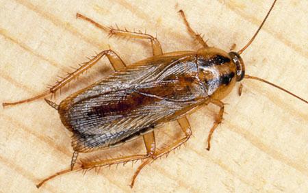 Тарган прусак: опис та фото