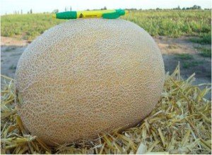Диня Раймонд — соковитий сорт з нотками ароматного ананаса