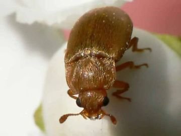 Шкідники малини: найнебезпечніші вороги червоної ягоди