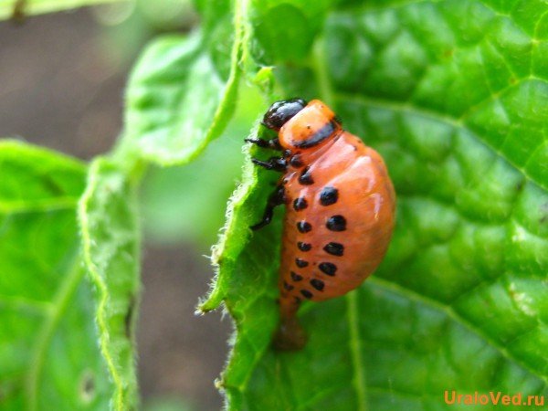 Обробка картоплі перед посадкою від колорадського жука різними препаратами