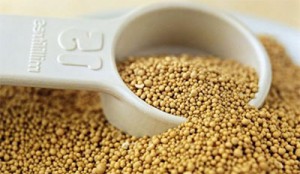 Народні засоби від бліх: чого бояться блохи в квартирі