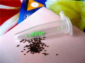 Чому падає розсада петуній: причини, їх усунення та поради експертів щодо захисту сходів від хвороб