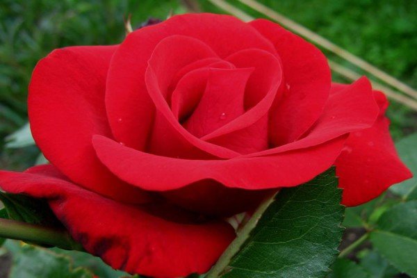 Кращі сорти червоних плетистих троянд: фото каталог і характеристики популярних садових рослин