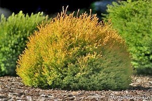 Туя: особливості посадки, правила догляду та підготовка кущів до зими