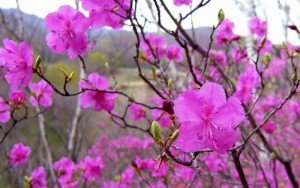 Як позбутися від постільних клопів народними засобами: полин, живиця, багно та інші