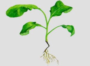 Чому падає розсада петуній: причини, їх усунення та поради експертів щодо захисту сходів від хвороб