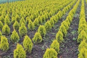 Туя Смарагд: опис сортів вічнозеленого чагарнику і особливості його посадки