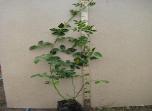 Особливості вирощування плетистих троянд: нюанси посадки та догляду за квітами в саду