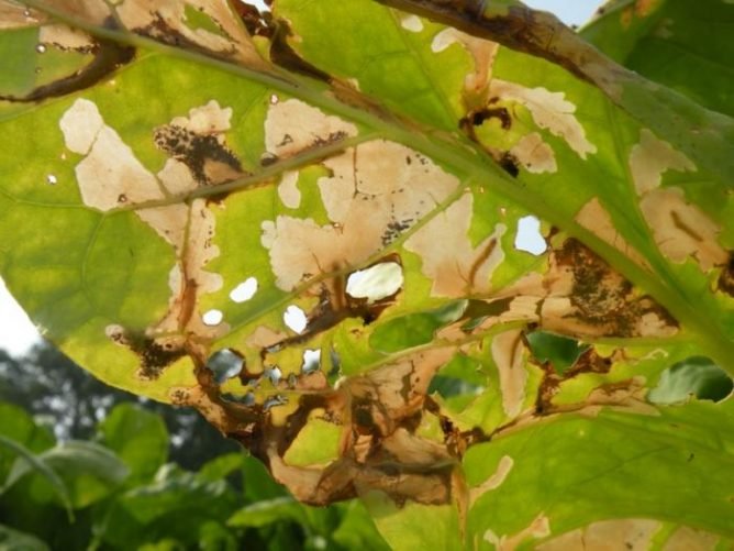 Картопляна міль і як з нею боротися