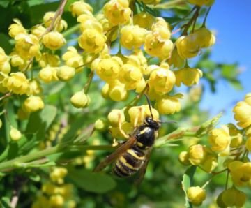 Самі незвичайні види оси: пісочний, квіткові, німкені