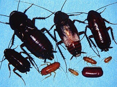 Чорний тарган: як позбутися шкідника Чорний тарган: як позбутися шкідника