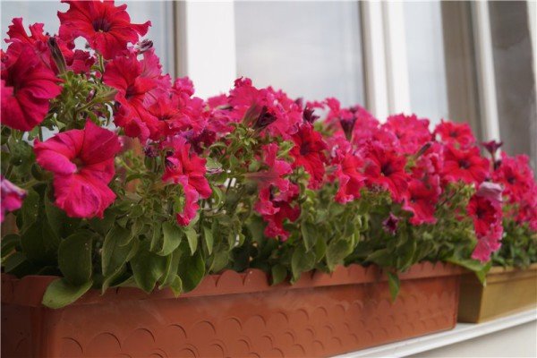 Петунія крупноквіткова: огляд сортів і особливості вирощування