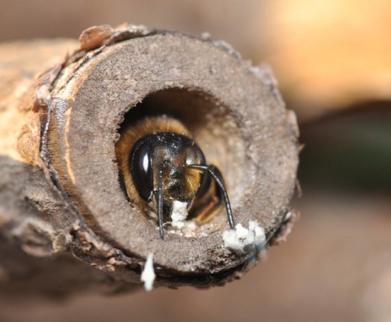 Оригінальні народні засоби для боротьби з попелиць на перцях
