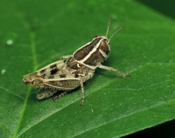 Боротьба з італійським прусом, або італійської сараною