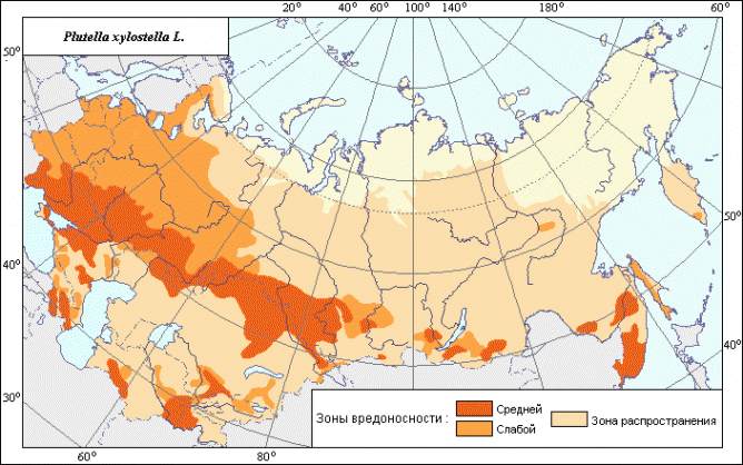 Капустяна міль: засоби та заходи боротьби