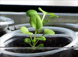 Чому у розсади петунії листя закручуються: часті причини недуги і правильне лікування