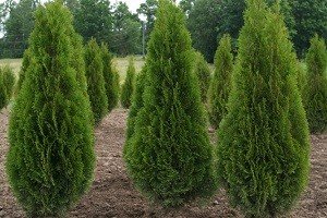 Туя: особливості посадки, правила догляду та підготовка кущів до зими