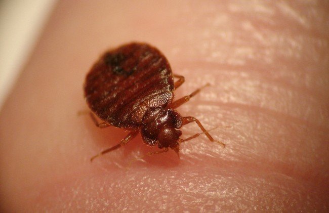 Завелися клопи ? як позбутися назавжди ! швидкі та ефективні методи