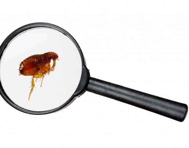 Як позбутися бліх з будинку: виселяємо шкідливих сусідів