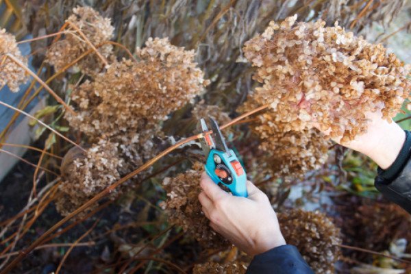 Обрізка гортензії волотисте: наочна фото схема і загальні правила проведення процедури