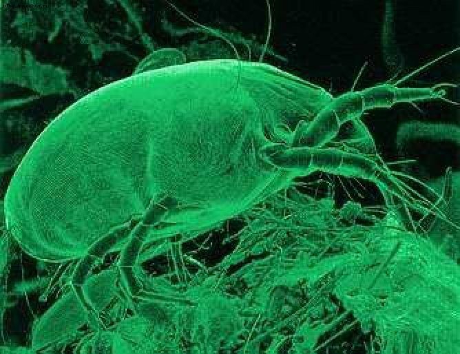 Домашні кліщі: як позбутися в домашніх умовах