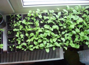 Хвороби та шкідники петунії або як уникнути небезпеки зараження рослини